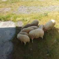 گوسفند بره