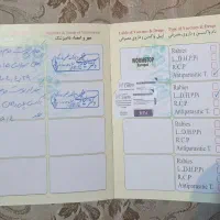 شیتزو نر با شناسنامه و وسایل دو میلیون و نیم|سگ|تبریز, |دیوار