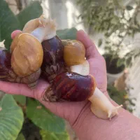 هلزرون مولد بیک سایز