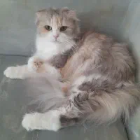 اسکاتیش بالغ ماده بایکالر لانگ هیر
