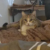 گربه دی اس اچ واگذاری|گربه|محمدشهر, شهرک پیام (مهرالبرز)|دیوار