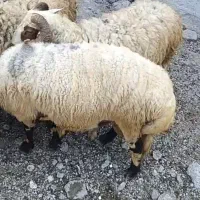 بره نر|حیوانات مزرعه|منجیل, |دیوار