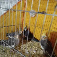 عروس هلندی مولد