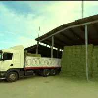 ذرت علوفه بسته‌بندی30کیلو یونجه یک متری کاه یونجه