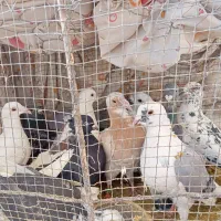 12 پلاکی|پرنده|فسا, |دیوار