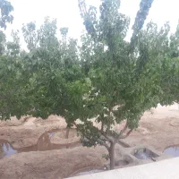 معاوضه، فروش زمین ۶ هزار متری