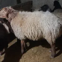 قوچ دو دندان|حیوانات مزرعه|راز وجرگلان, |دیوار