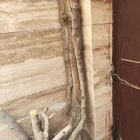 تنه ی درخت انجیر