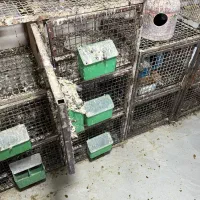 قفس جوفتی|لوازم جانبی حیوانات|شیراز, گویم|دیوار