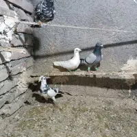 کفتر پرشی|پرنده|نیشابور, ریوند|دیوار