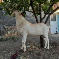 سلام‌دوستان‌نربزسانن|حیوانات مزرعه|مشهد, سجاد شهر|دیوار