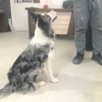 بردر کالی مرله