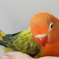 جوجه برزیلی