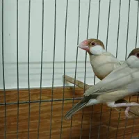 فنچ نرگسی شکلاتی جوان به شرط جوجه درجه 1|پرنده|کرج, شهرک رازی (حصارک)|دیوار