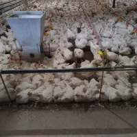 اجاره مرغداری ۲۵۰۰۰قطعه|اجارهٔ دفتر صنعتی، کشاورزی، تجاری|کلاترزان, |دیوار