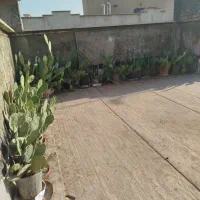 درخت کاکتوس|گل و گیاه طبیعی|تهران, امیریه|دیوار