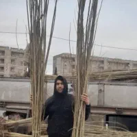 صنوبر سپیدار ۷ متری فقط۱۹۵