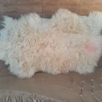 زیر انداز پشمی *تبریز|روفرشی|تهران, جهاد|دیوار