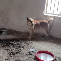 سگ نگهبان