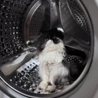 پرشین سوپر فلت ماده|گربه|گرگان, |دیوار