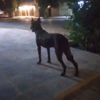 واگذار ماده پیتبول و نر دوبرمن