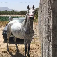 نریون کوردسیلمی کره کامران جهت کشش