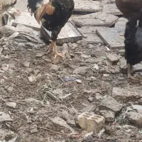 مرغ و خروس