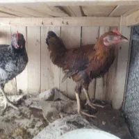 مرغ و خروس