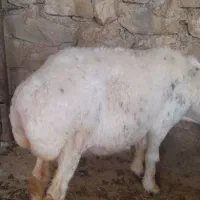 میش چاق پرواری