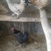 ۳عدد مرغ جوان