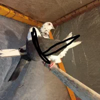 کبوتر|پرنده|رباط‌کریم, رباط‌کریم|دیوار