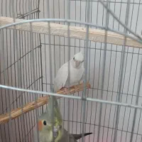 عروس هلندی آلبینو ماده سالم و سر حال|پرنده|محمدیه-قزوین, |دیوار