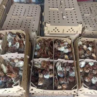 جوجه محلی و گلپایگانی