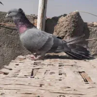 کبوتر اصفهانی پر