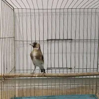 سهره ماده ناخن سفید|پرنده|تهران, مینای شمالی (مخبر)|دیوار