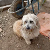 سگ باهوش پشمالو