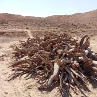 پویا چوب|خدمات باغبانی و درختکاری|گناباد, |دیوار