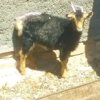 گیسه فروشی معاوضه با بز