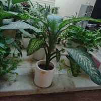 گل دفین و پتوس