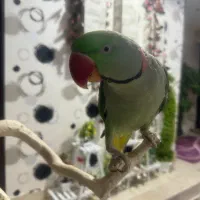 شاه طوطی