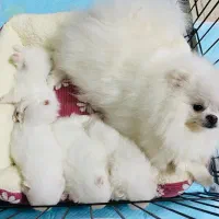 پرورش سگ پامر خرسی بوفیس/پامرانین ریزترین سایز