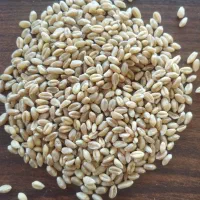 گندم آبی بذری