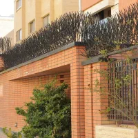 شاخ گوزنی ( تولیدی )