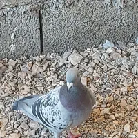 کبوترپلاکی اصیل