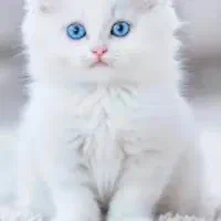 سرپرستی گربه