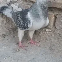 کفتر ماده|پرنده|زاهدان, |دیوار