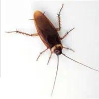 سمپاشی با ضمانت کتبی دریک مرحله سم پاشی ساس ،سوسک|خدمات نظافت|تهران, افسریه شمالی|دیوار