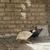 دو عدد مرغ شاخدار