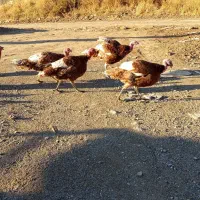 بوقلمونمحلینر