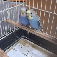 یک جفت مرغ عشق